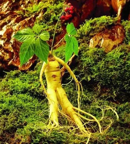 东北鲜人参泡酒的功效与作用（www.32nb.com）