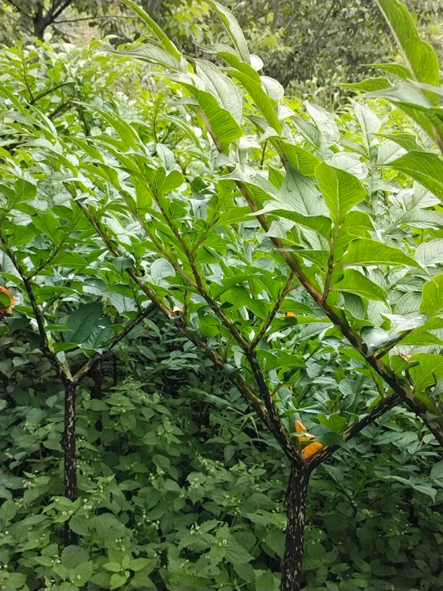 魔芋下游消费市场主要有哪些？（www.32nb.com）