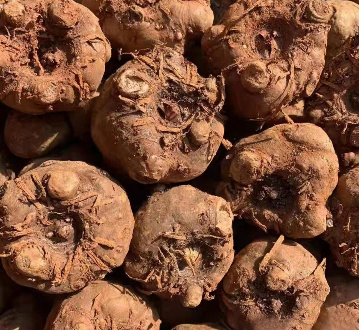 杂交魔芋恶魔一号（www.32nb.com）