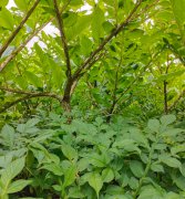 魔芋种植不发病虫害的实用技巧