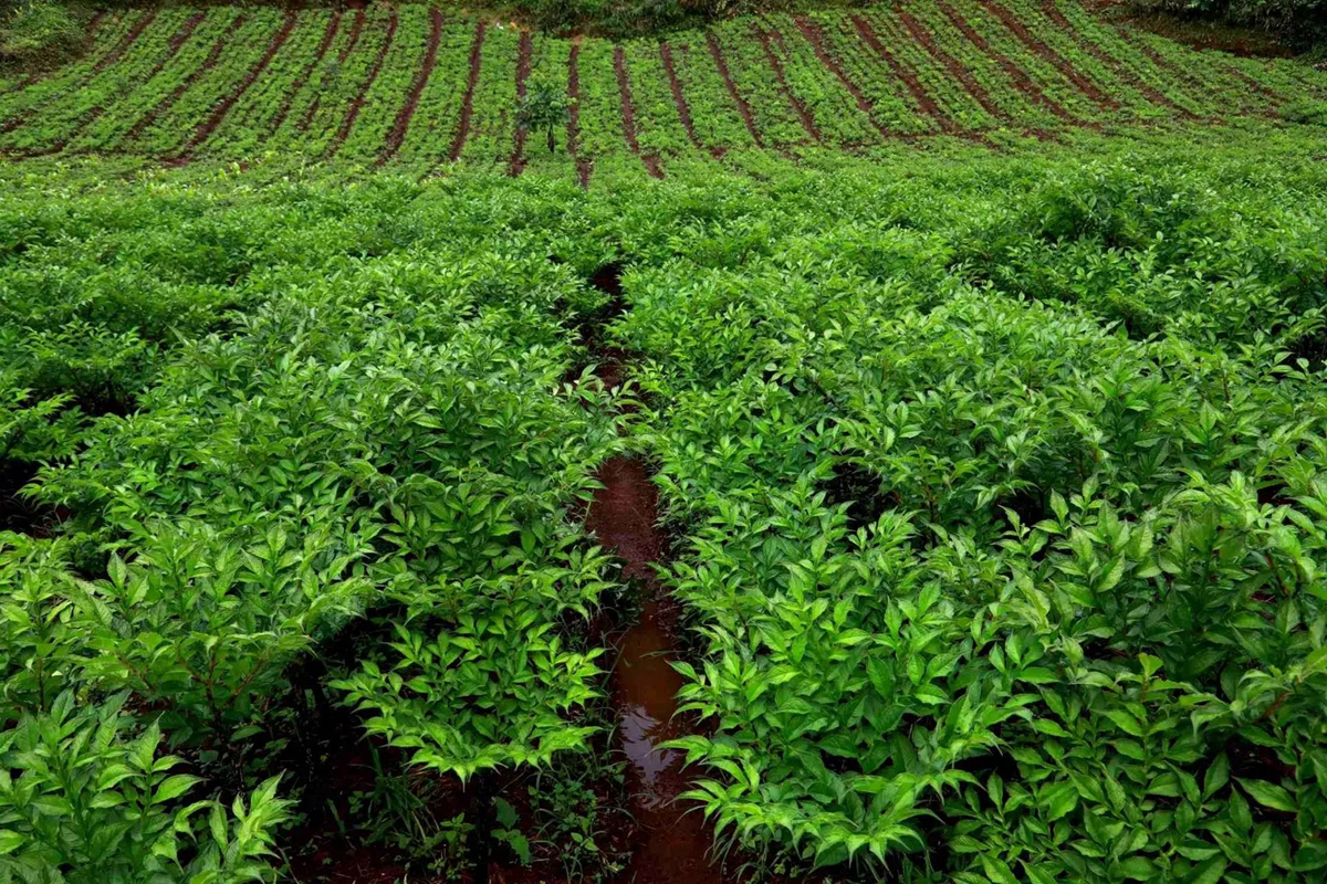 魔芋种芋贮藏越冬防腐烂：发哥基地6年经