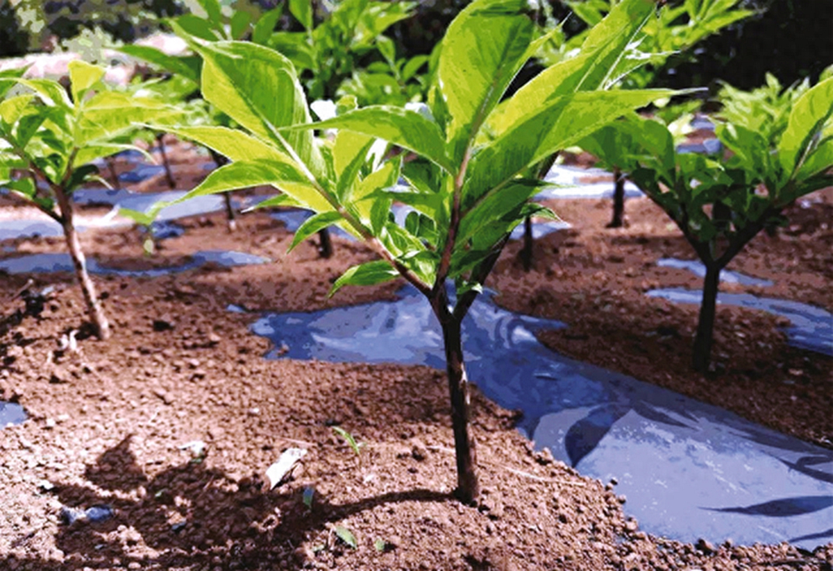 想要种好魔芋必备的50条专业知识
