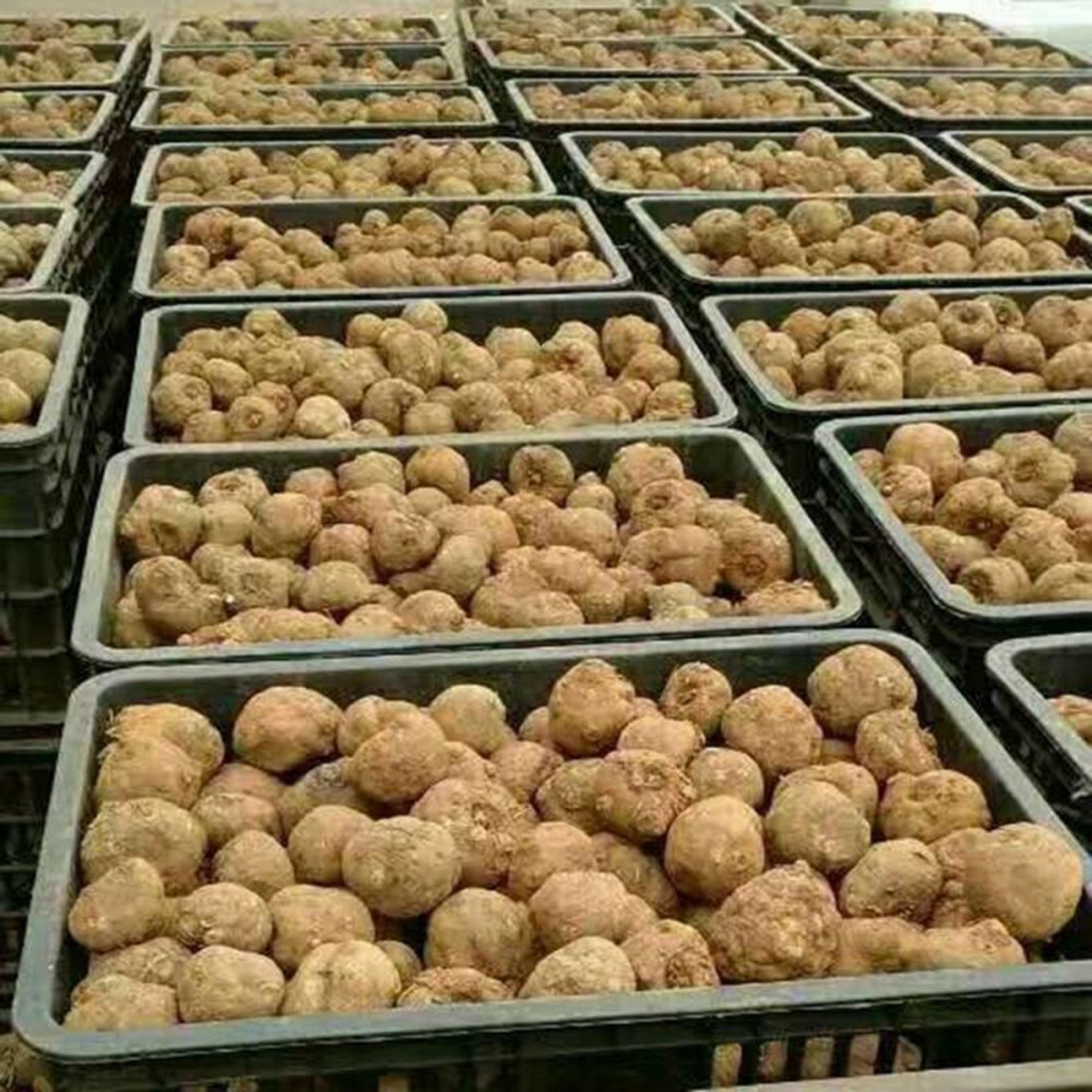 一代花魔芋种子