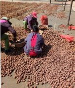 2026年4月魔芋精粉新市场价格｜附魔芋种