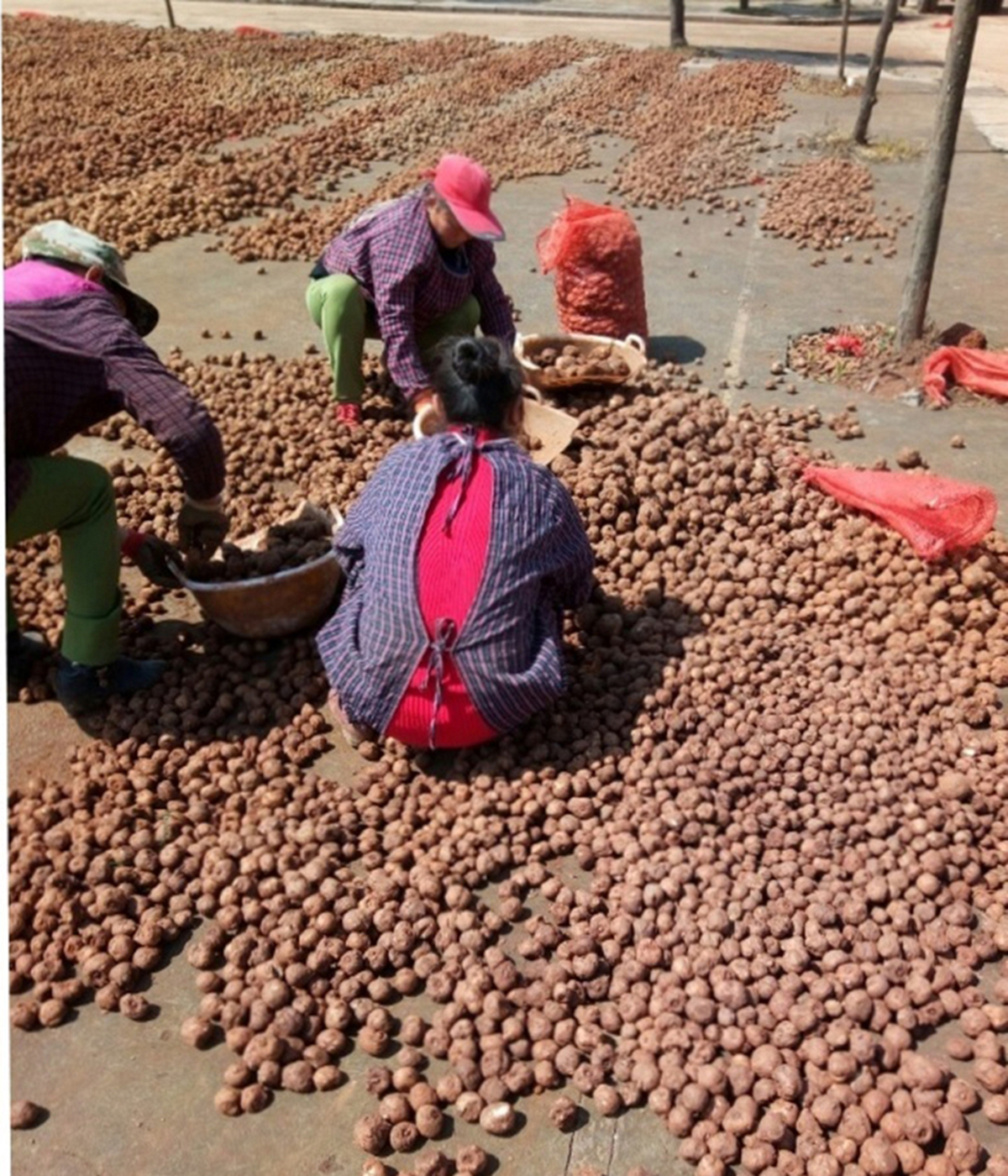 2026年4月魔芋精粉新市场价格｜附魔芋种植高产技（www.32nb.com）