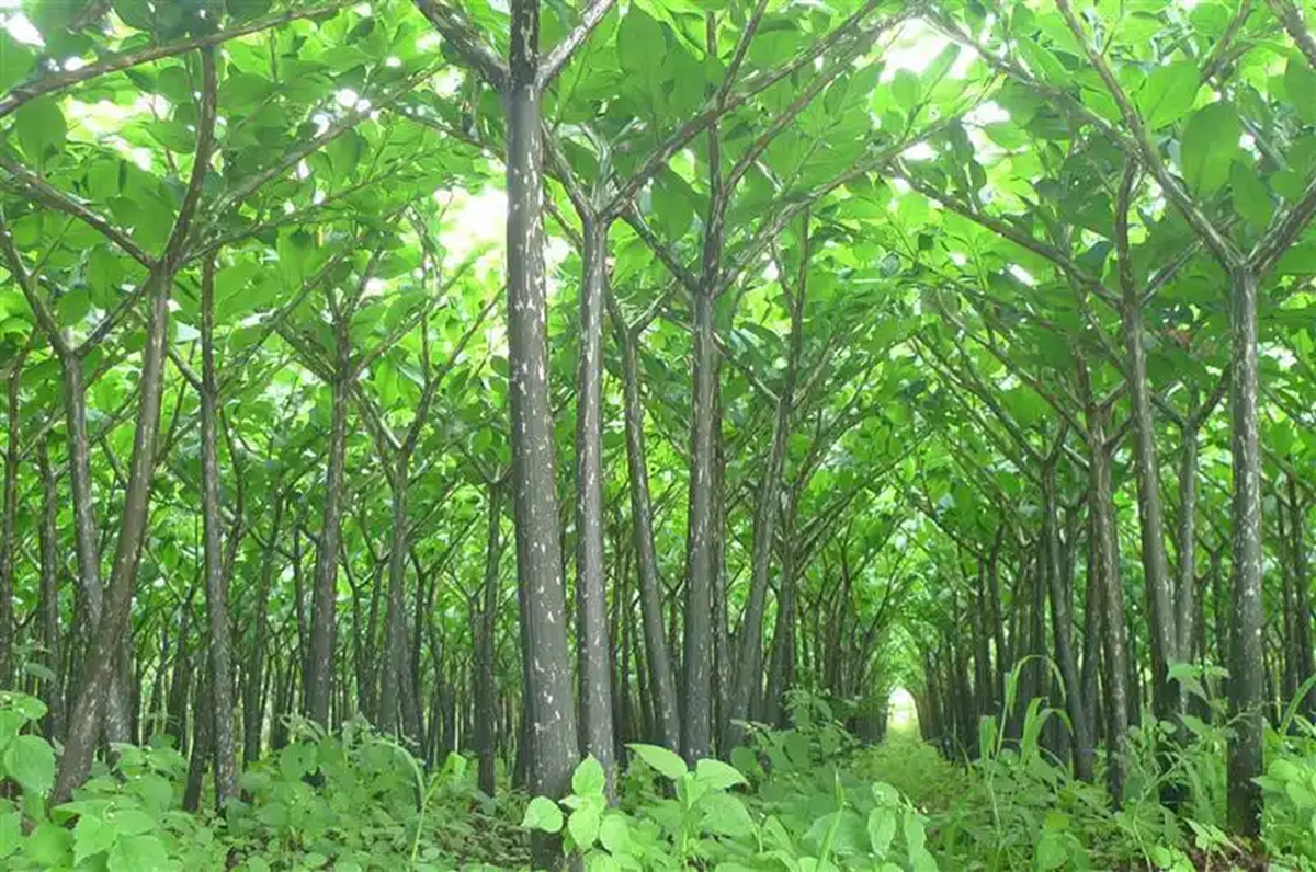 2026林草主推实用技术⑦核桃林下花魔芋高效栽培（www.32nb.com）