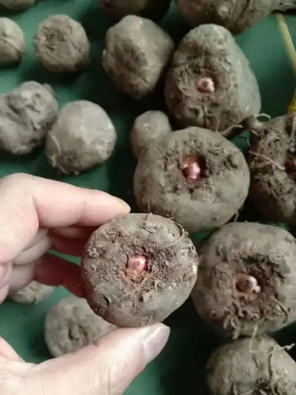 巫溪县那有种魔芋的？