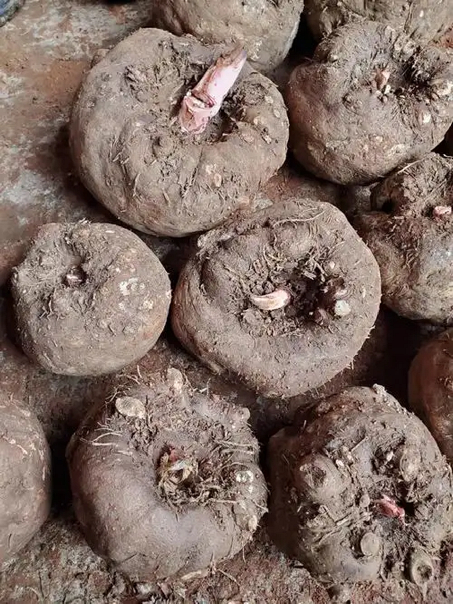 魔芋加工成魔芋豆腐全流程干货