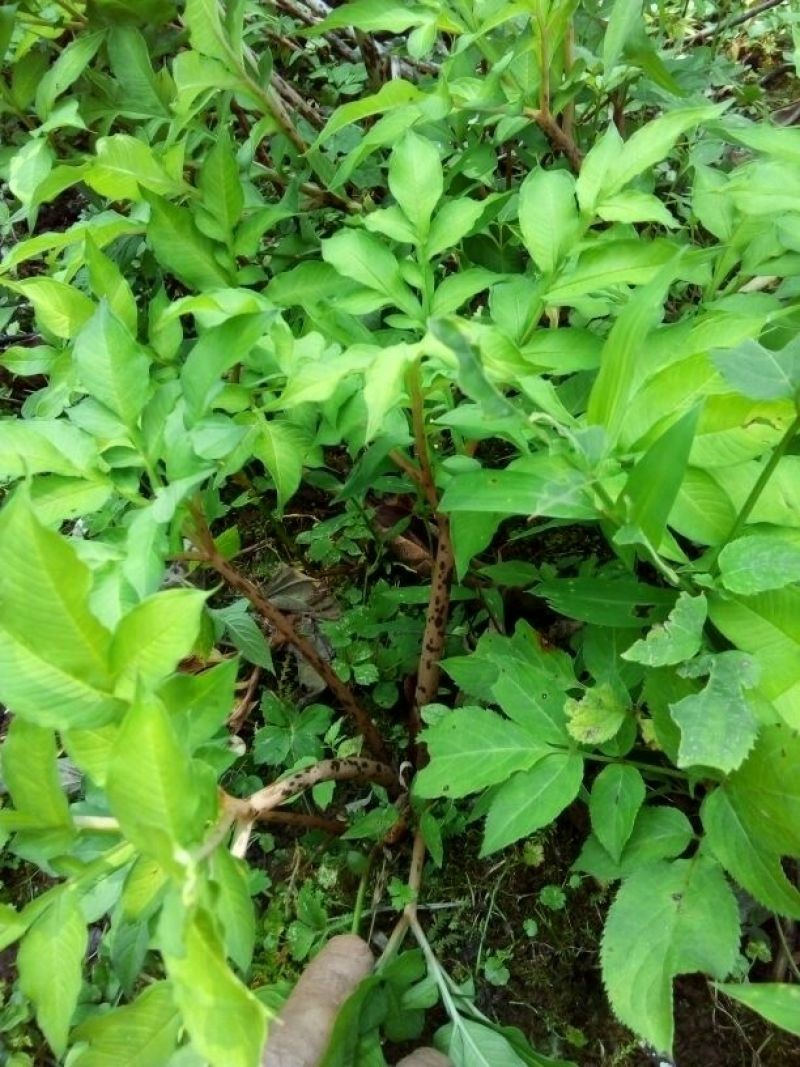 重庆哪里地区有免费学魔芋种植技术？（www.32nb.com）