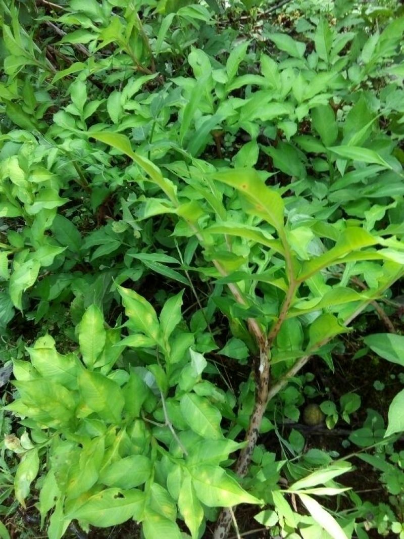 魔芋种植期施肥佳时机是什么时候 / 魔芋施肥用（www.32nb.com）