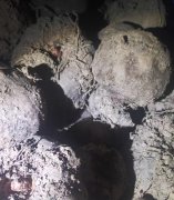 种植魔芋高产不得病需要什么条件