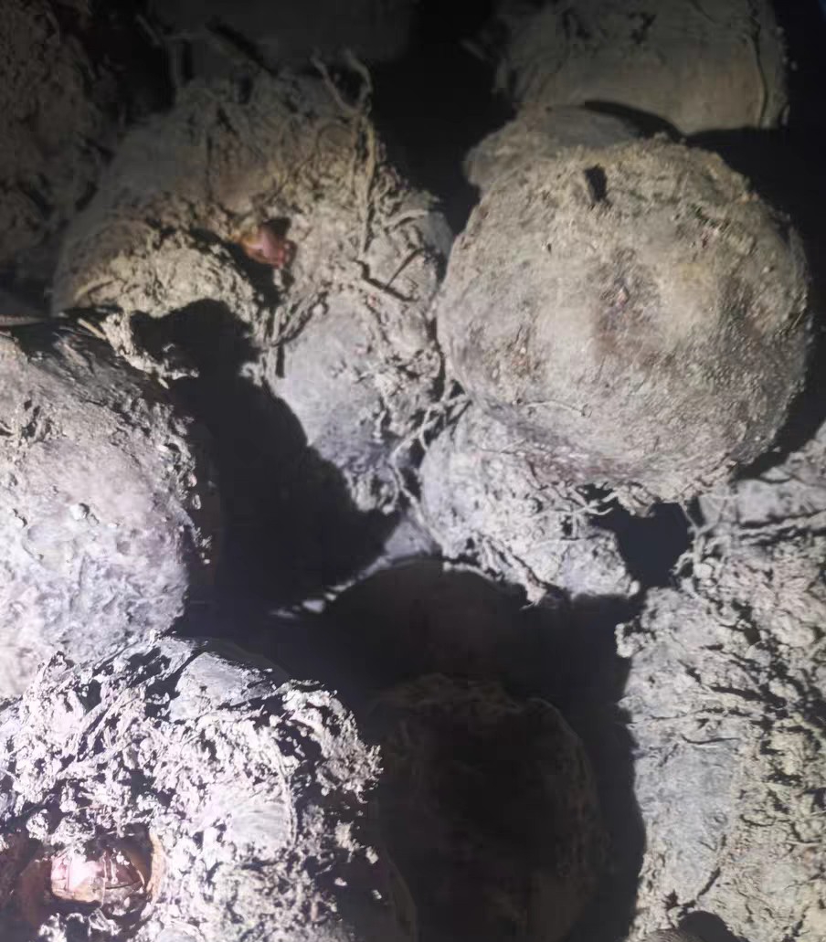 种植魔芋高产不得病需要什么条件 种植魔芋高产不得病需要什么条件(www.32nb.com)