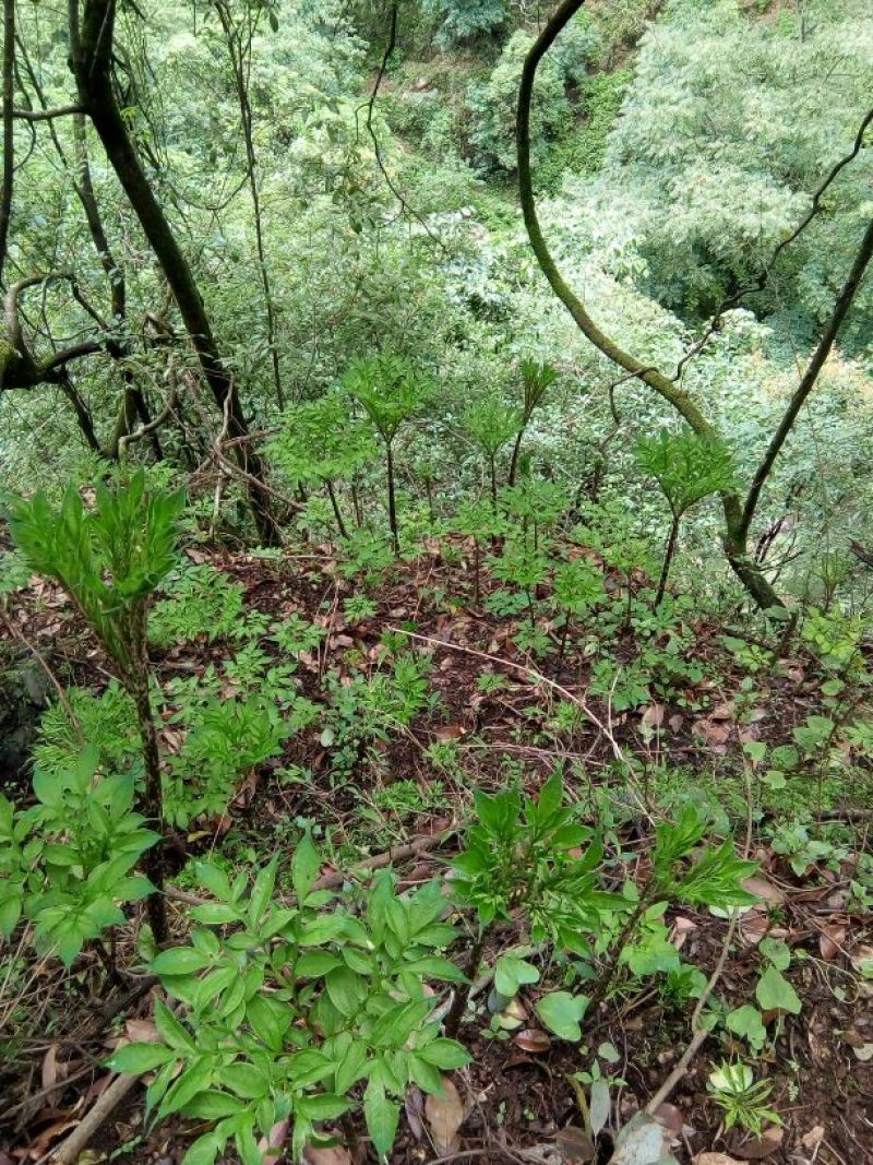 种植魔芋高产不得病需要什么条件 种植魔芋高产不得病需要什么条件(www.32nb.com)