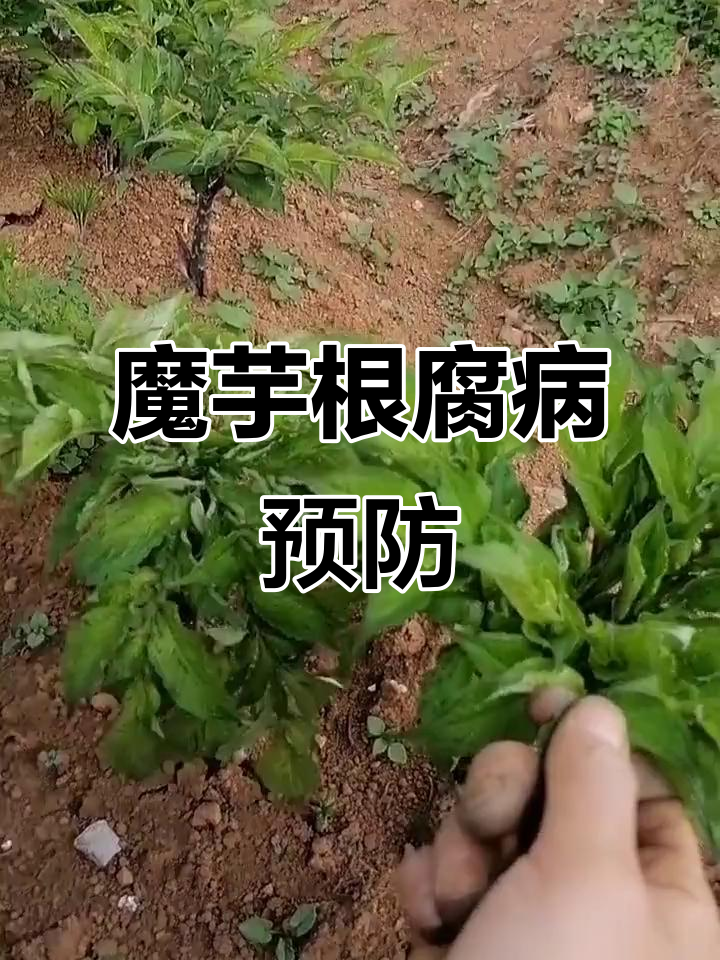 魔芋软腐病怎么根治?巫溪发哥亲自实操成功率提 魔芋软腐病怎么根治?巫溪发哥亲自实操成功率提(www.32nb.com)