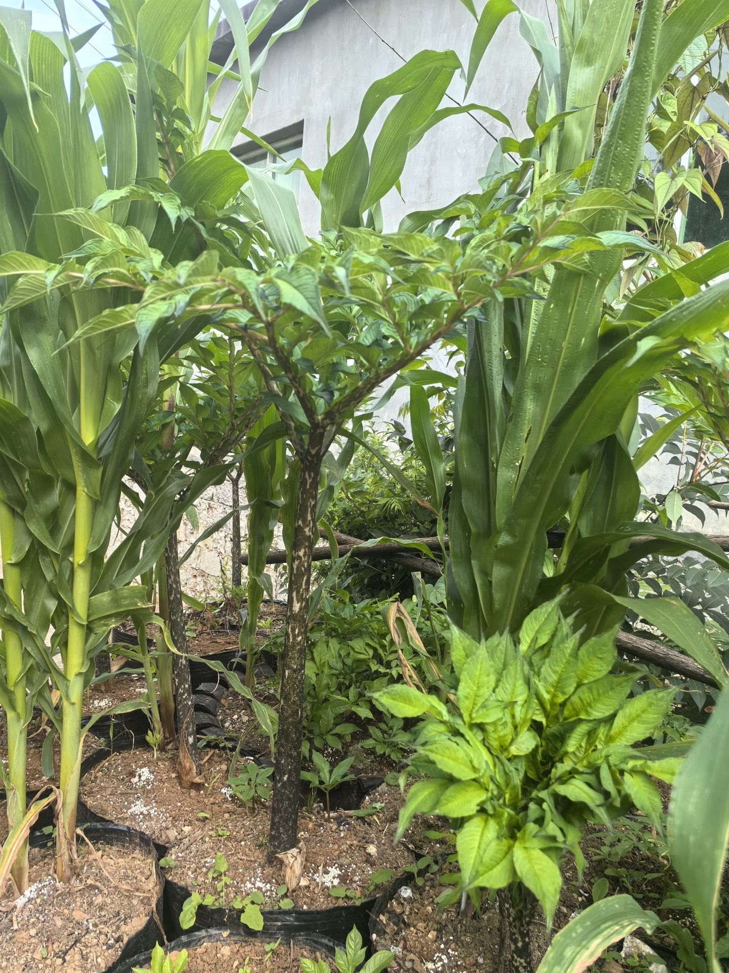 三伏天魔芋如何防护全指南：成功率91.8%背后的从遮阴到病害防控的核心完整技术方案（www.32nb.com）