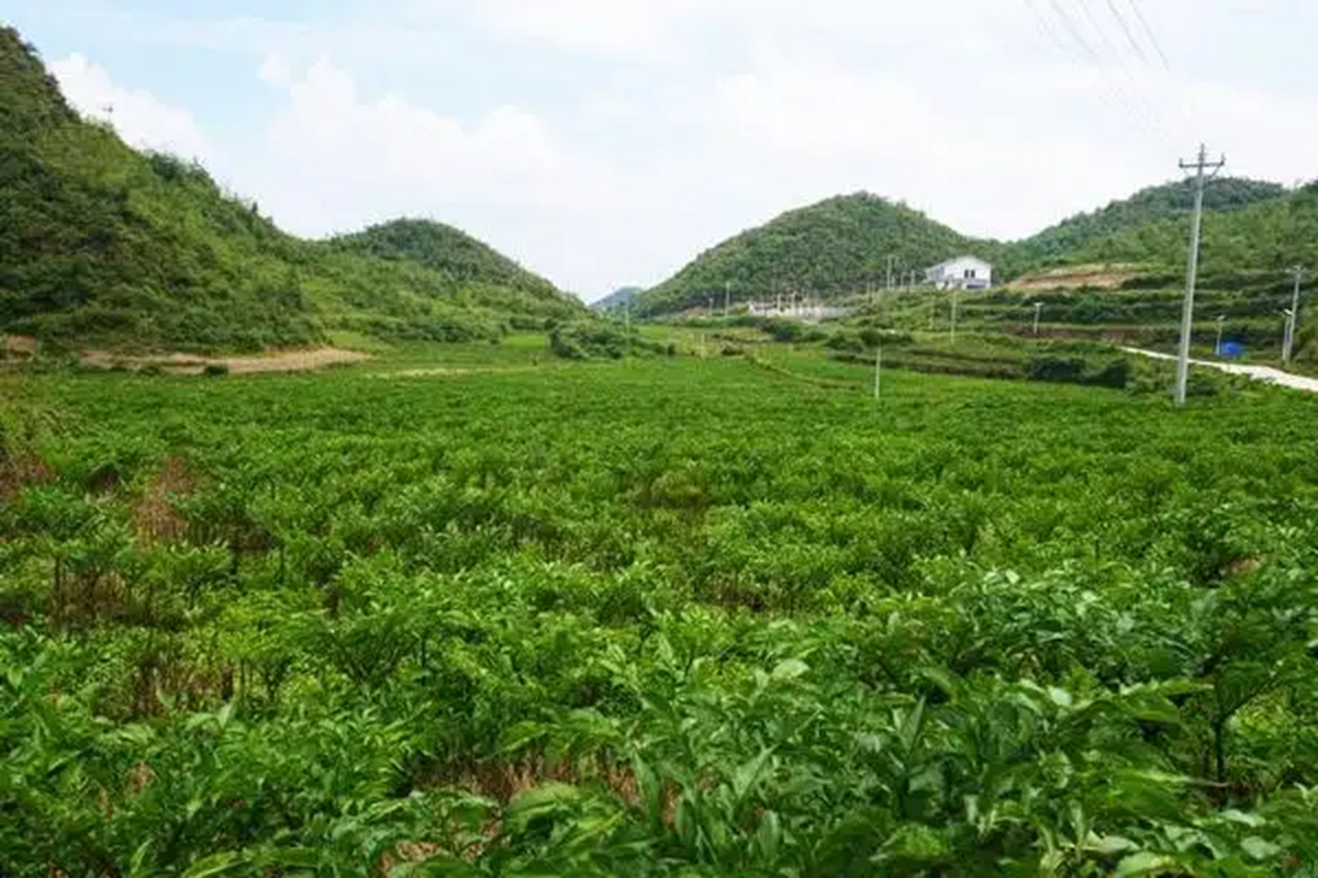 三伏天魔芋如何防护全指南：成功率91.