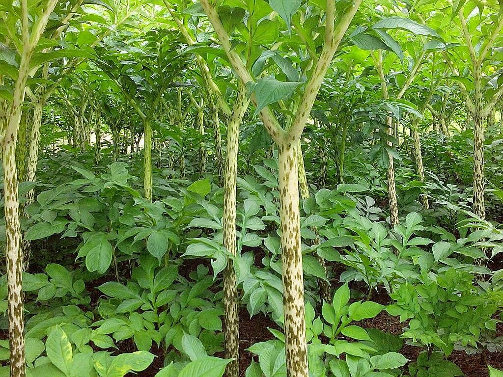 怎么高产种植魔芋的正确全流程技术方法：从选地到收获的完整方法推荐（www.32nb.com）