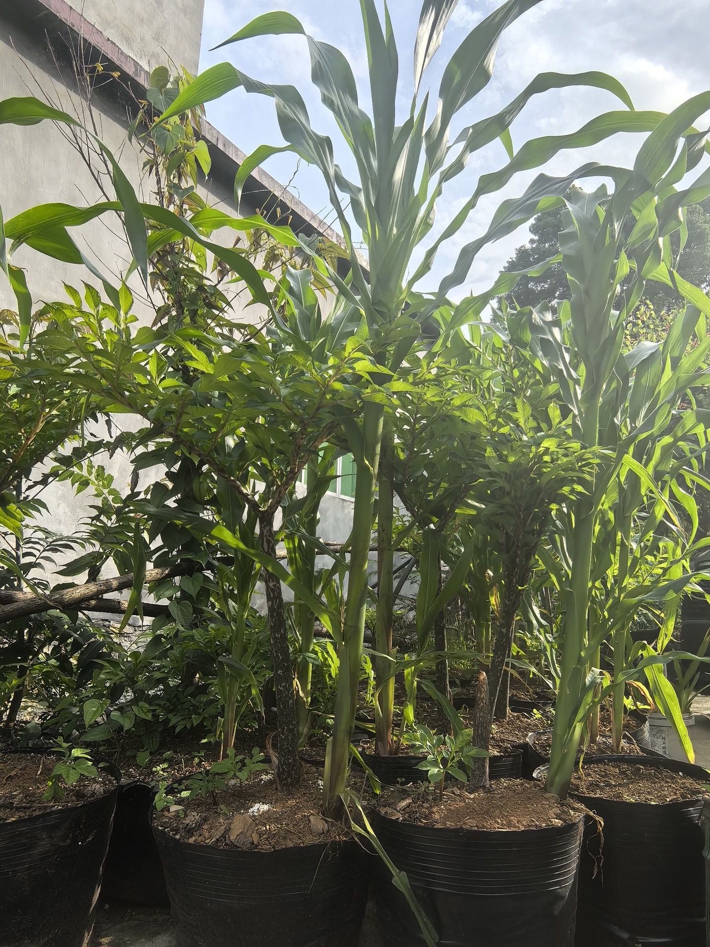 怎么高产种植魔芋的正确全流程技术方法：从选地到收获的完整方法推荐（www.32nb.com）