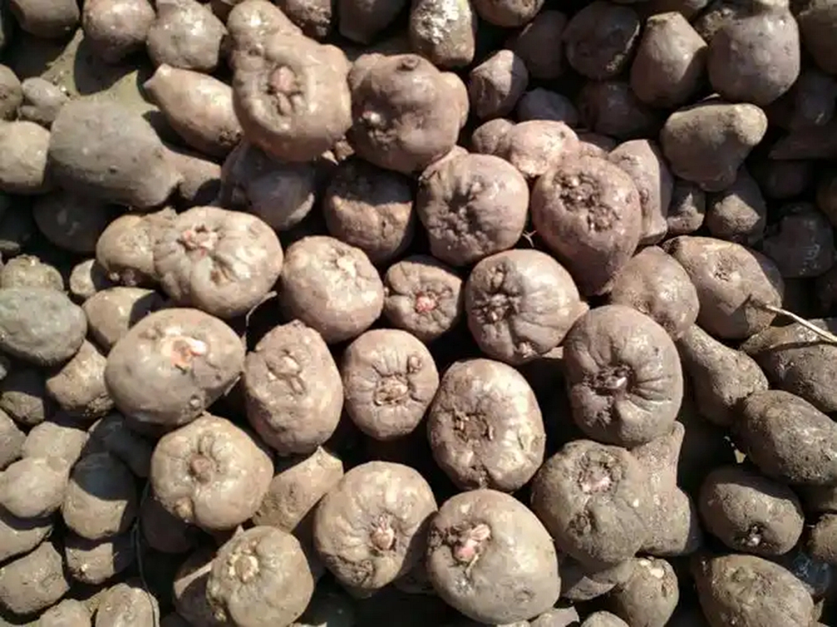 40℃以上高温天气，魔芋如何防护不死苗从60%以上降至10%以内的11年实操披露（www.32nb.com）