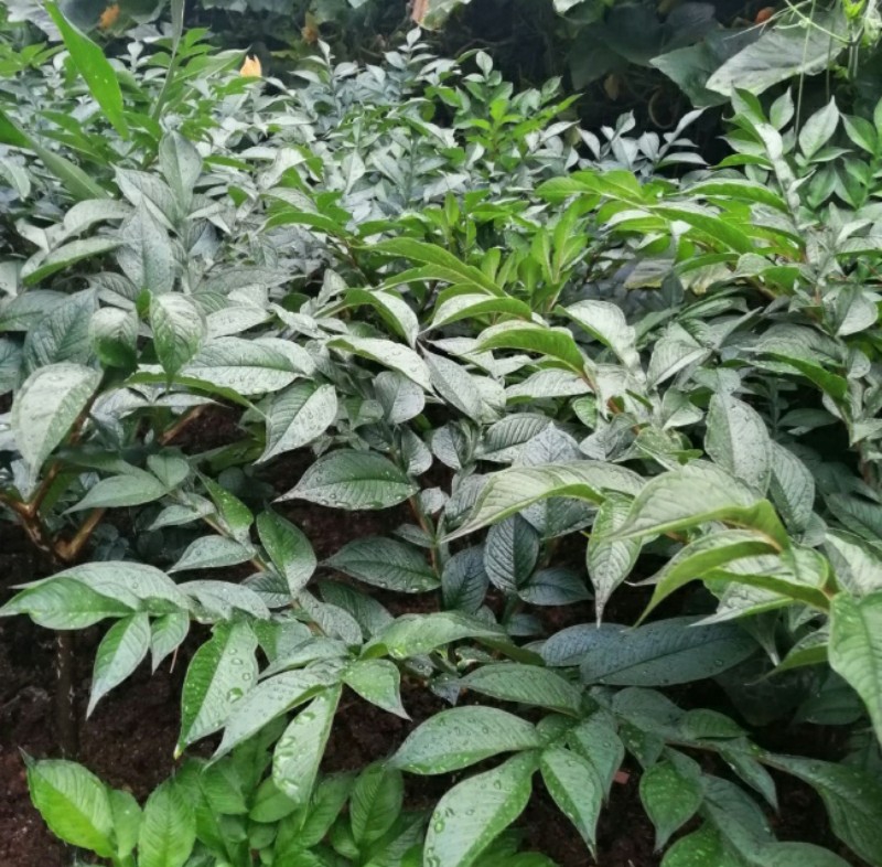 魔芋种植10亩地的利润深度分析——2026年新利润如何？数据全解密（www.32nb.com）