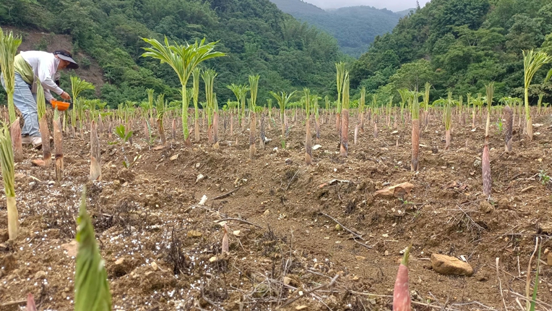 魔芋种植对土壤与环境的有什么具体要求?如何高产稳定种植魔芋全教程（www.32nb.com）