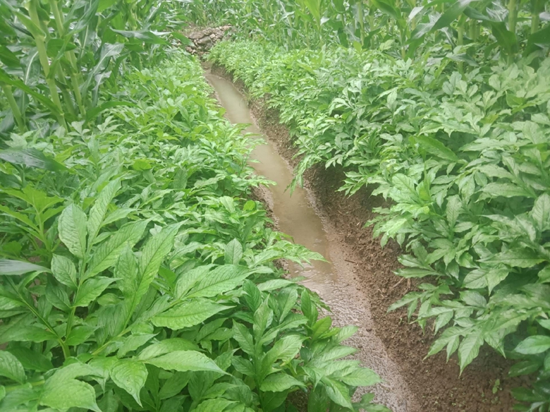 魔芋种植对土壤与环境的有什么具体要求?如何高产稳定种植魔芋全教程（www.32nb.com）