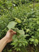 高产神豆腐树丰收技术