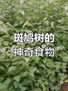 神仙树的栽培管理技术